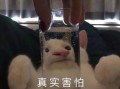 高冷女孩沙雕文案，高冷女孩沙雕文案短句