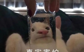 高冷女孩沙雕文案，高冷女孩沙雕文案短句