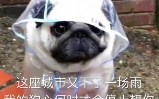 晚安啦文案沙雕，晚安啦文案沙雕句子