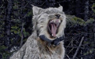 猞猁图片文案沙雕，猞猁图像