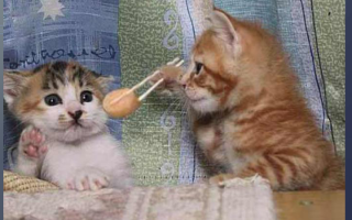 化妆猫咪恶搞视频，化妆猫咪恶搞视频大全
