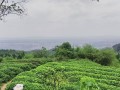 永川游玩茶山攻略，永川游玩攻略