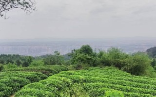 永川游玩茶山攻略，永川游玩攻略