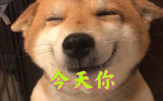 段子和脱口秀，段子和脱口秀的区别