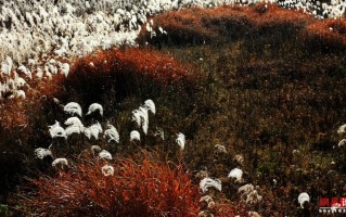 芦花似雪,芦花似雪什么意思 芦花似雪,芦花似雪什么意思