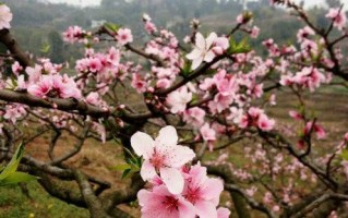 梅花开花的情景短剧视频，梅花开花的情景短剧视频播放